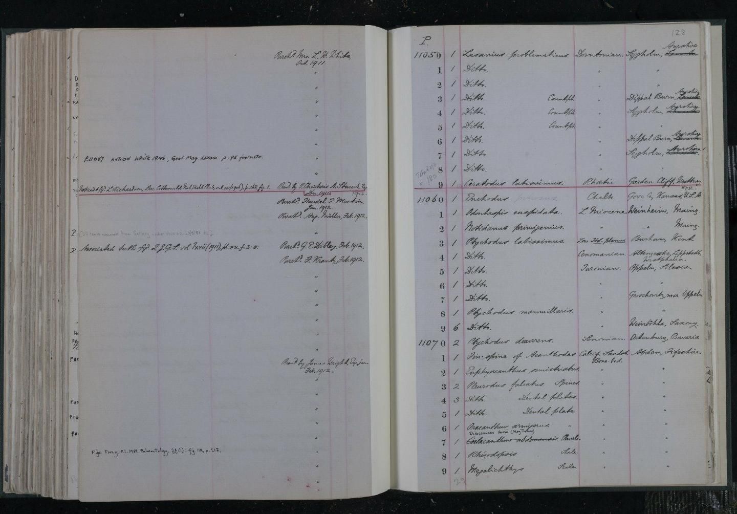 gbif image for Enchodus petrosus