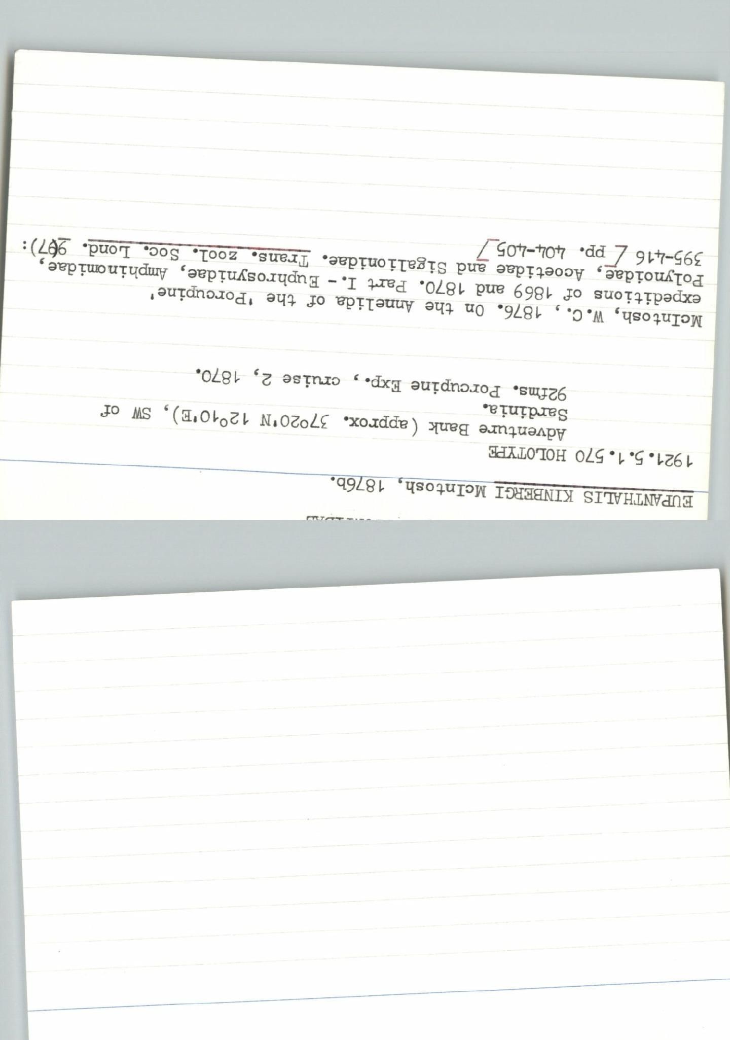 gbif image for Eupanthalis kinbergi