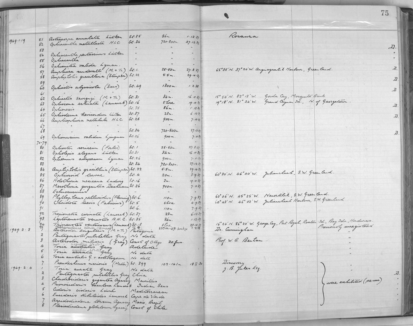 gbif image for Leptonemaster venustus