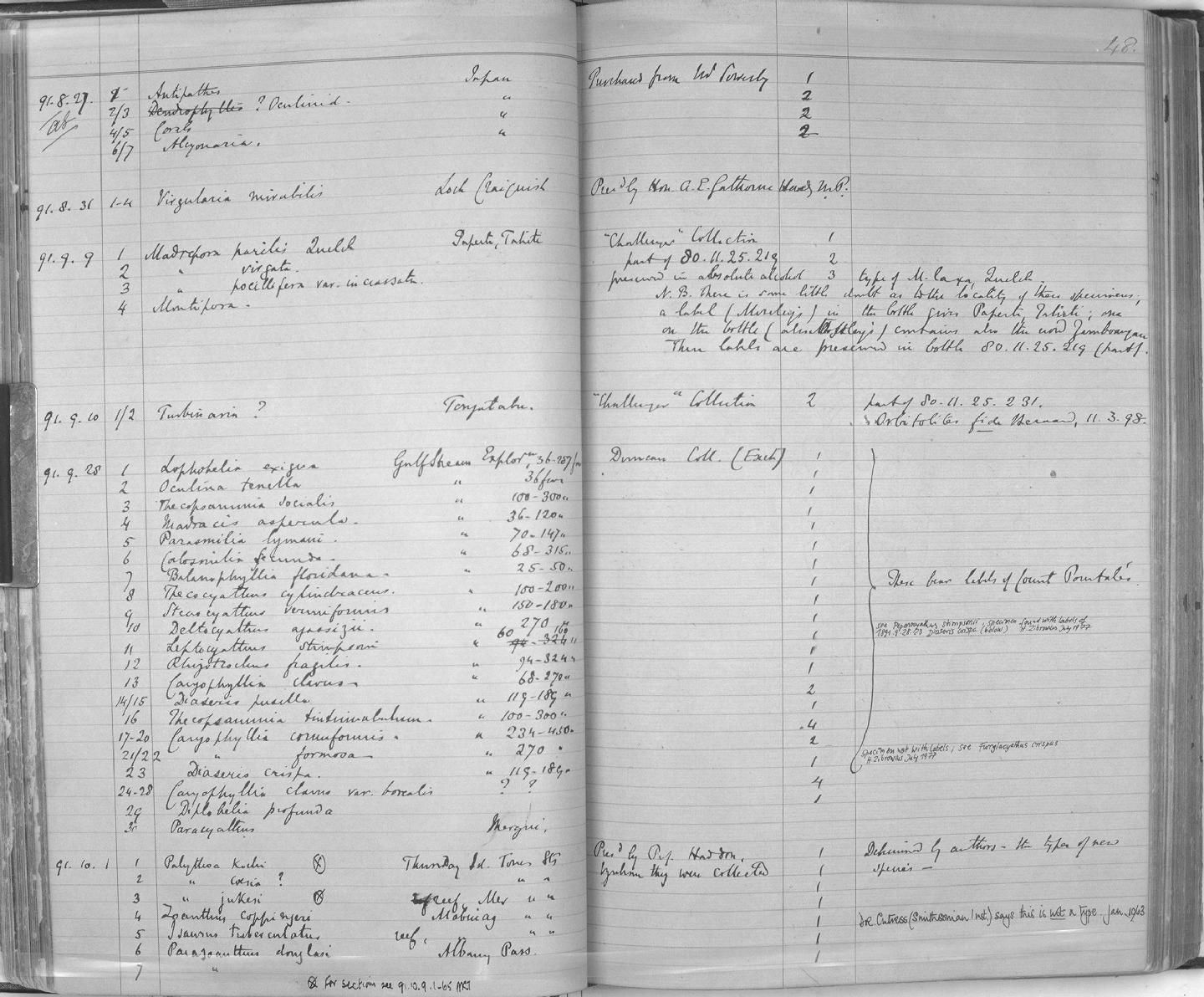 gbif image for Oculina tenella