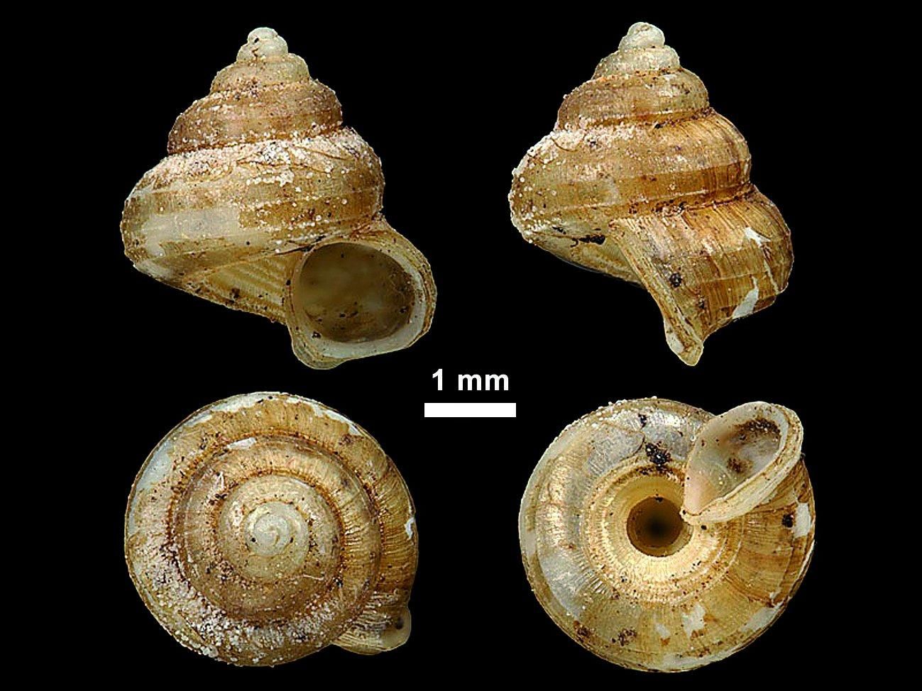 gbif image for Cyathopoma wynaadense