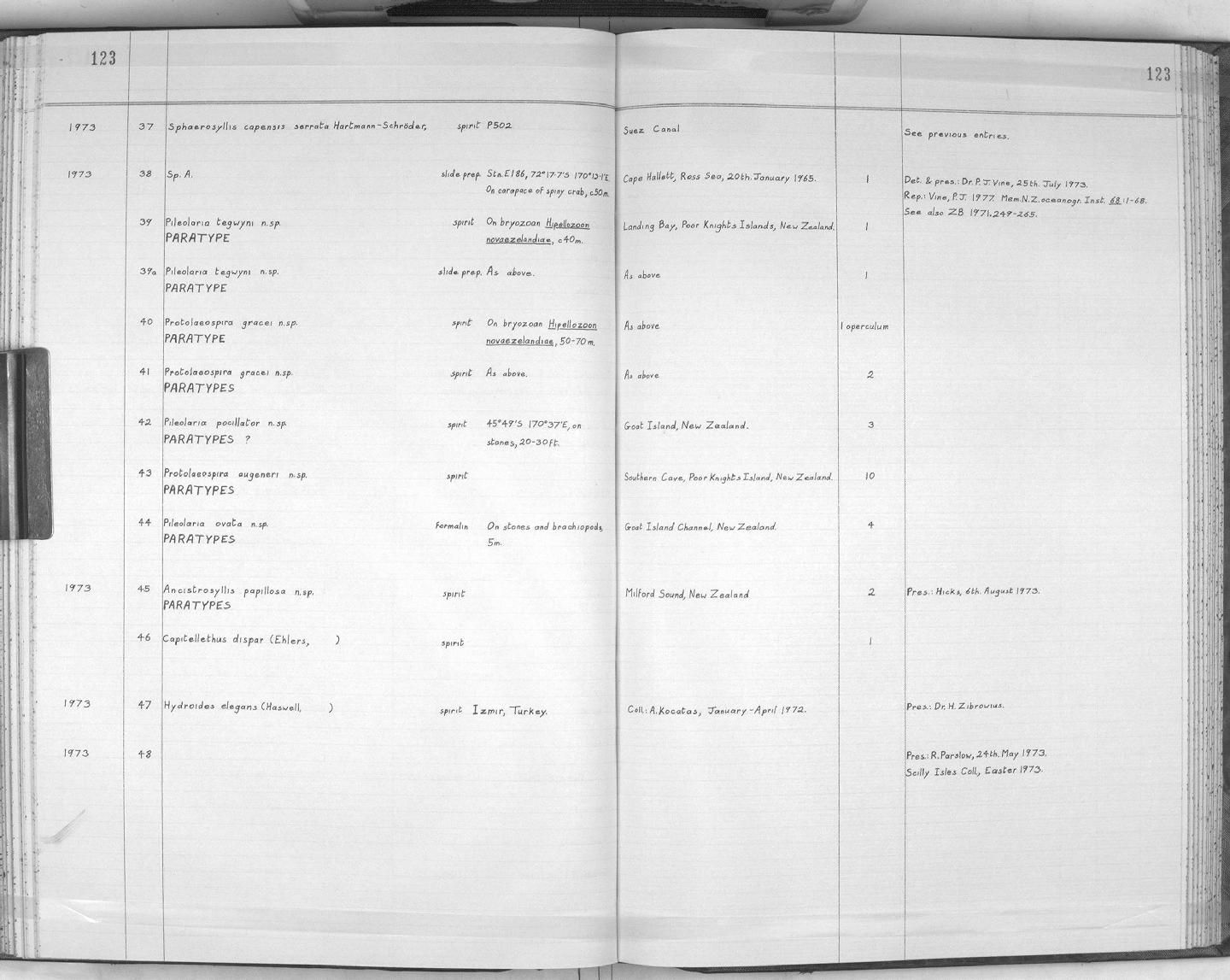 gbif image for Ancistrosyllis papillosa