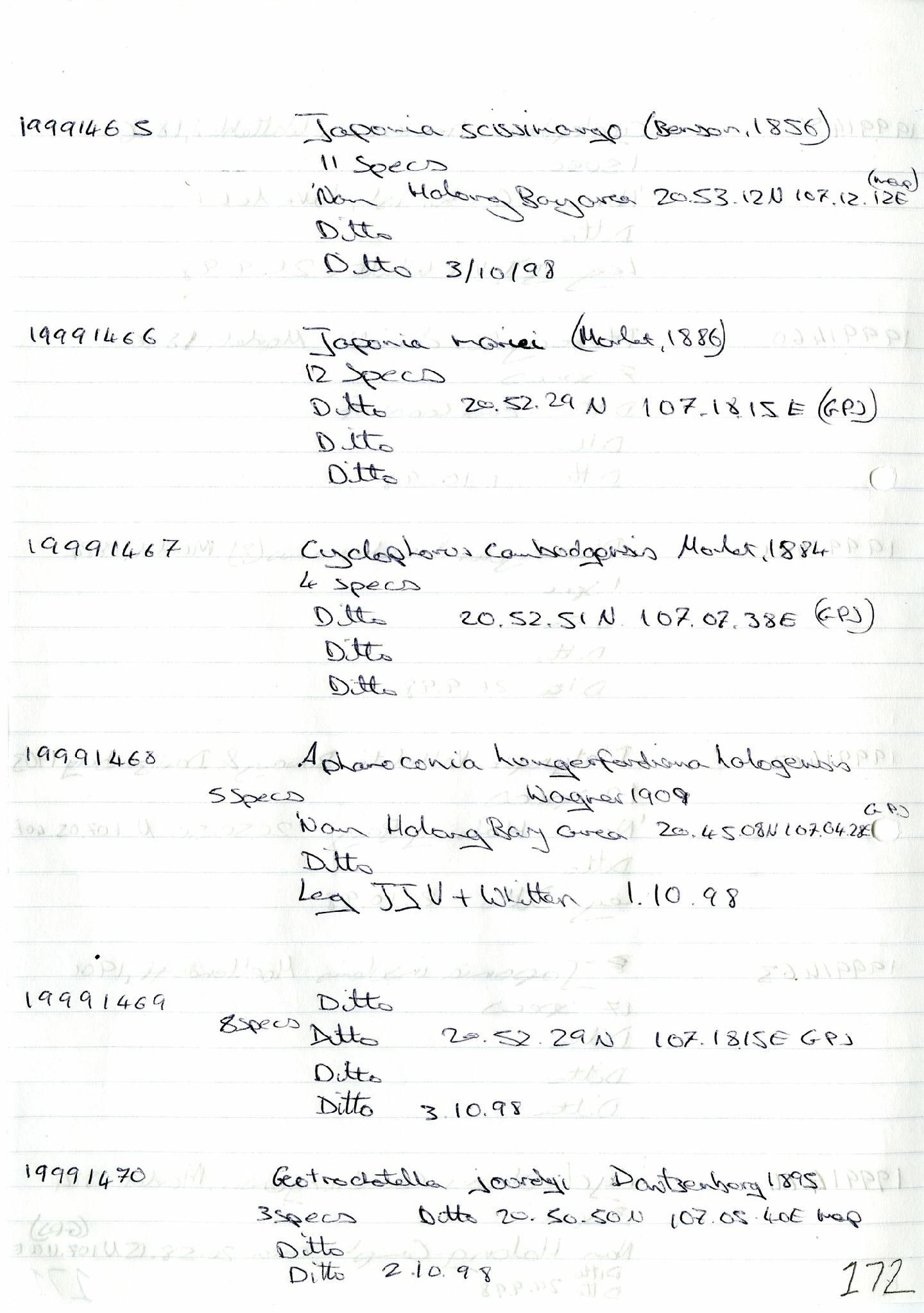 gbif image for Lagocheilus mariei