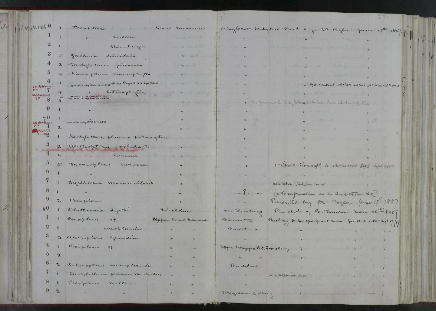 gbif image for Alethopteris valida