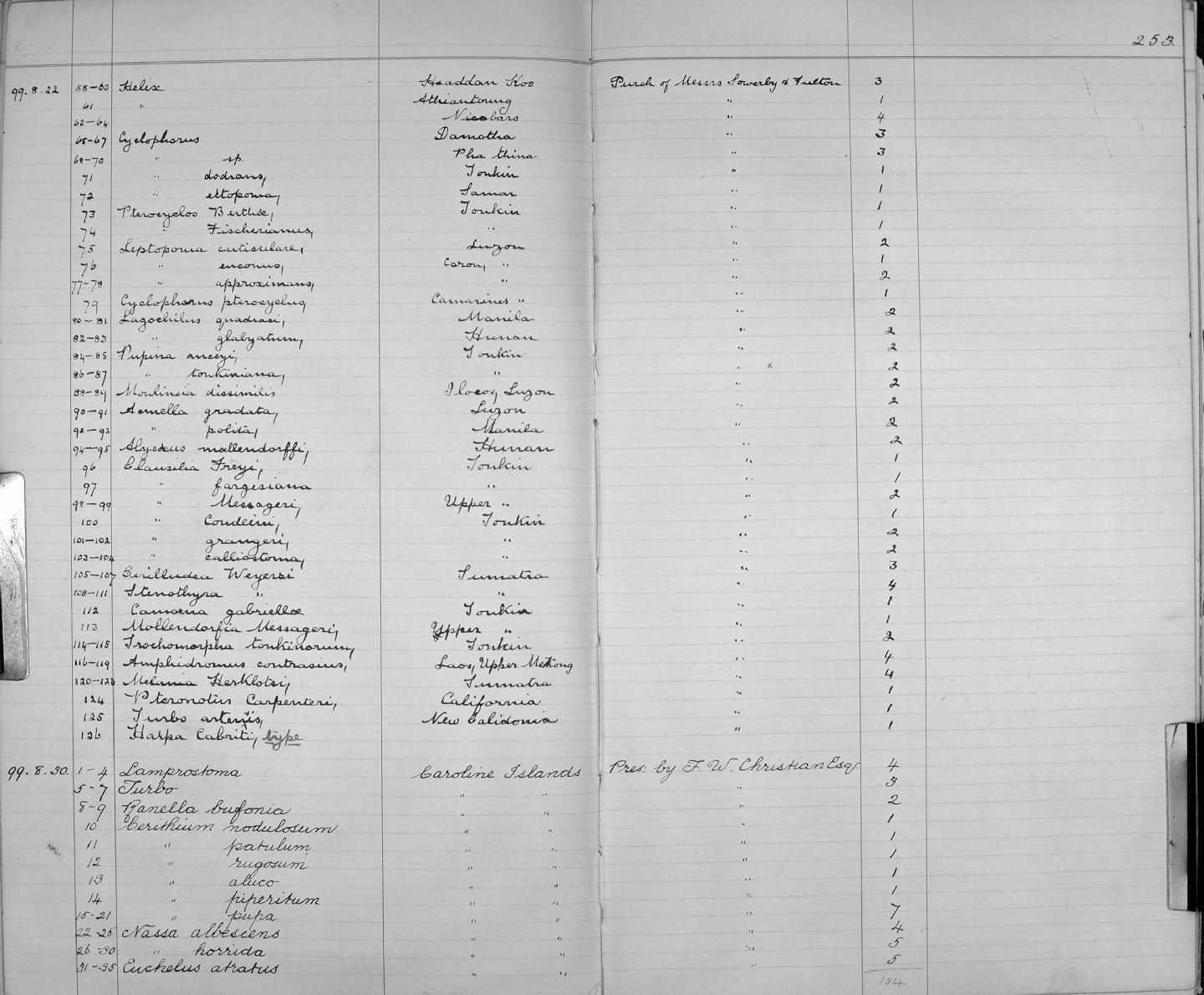 gbif image for Lagocheilus quadrasi