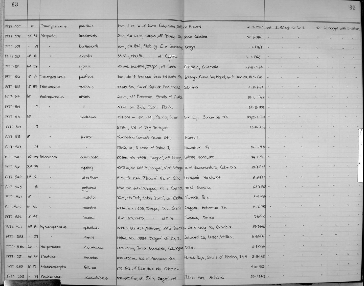 gbif image for Solenocera atlantidis