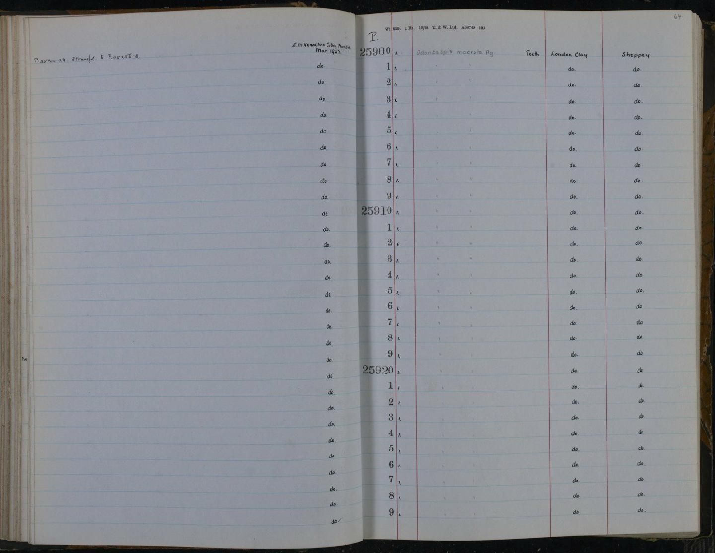 gbif image for Odontaspis macrota