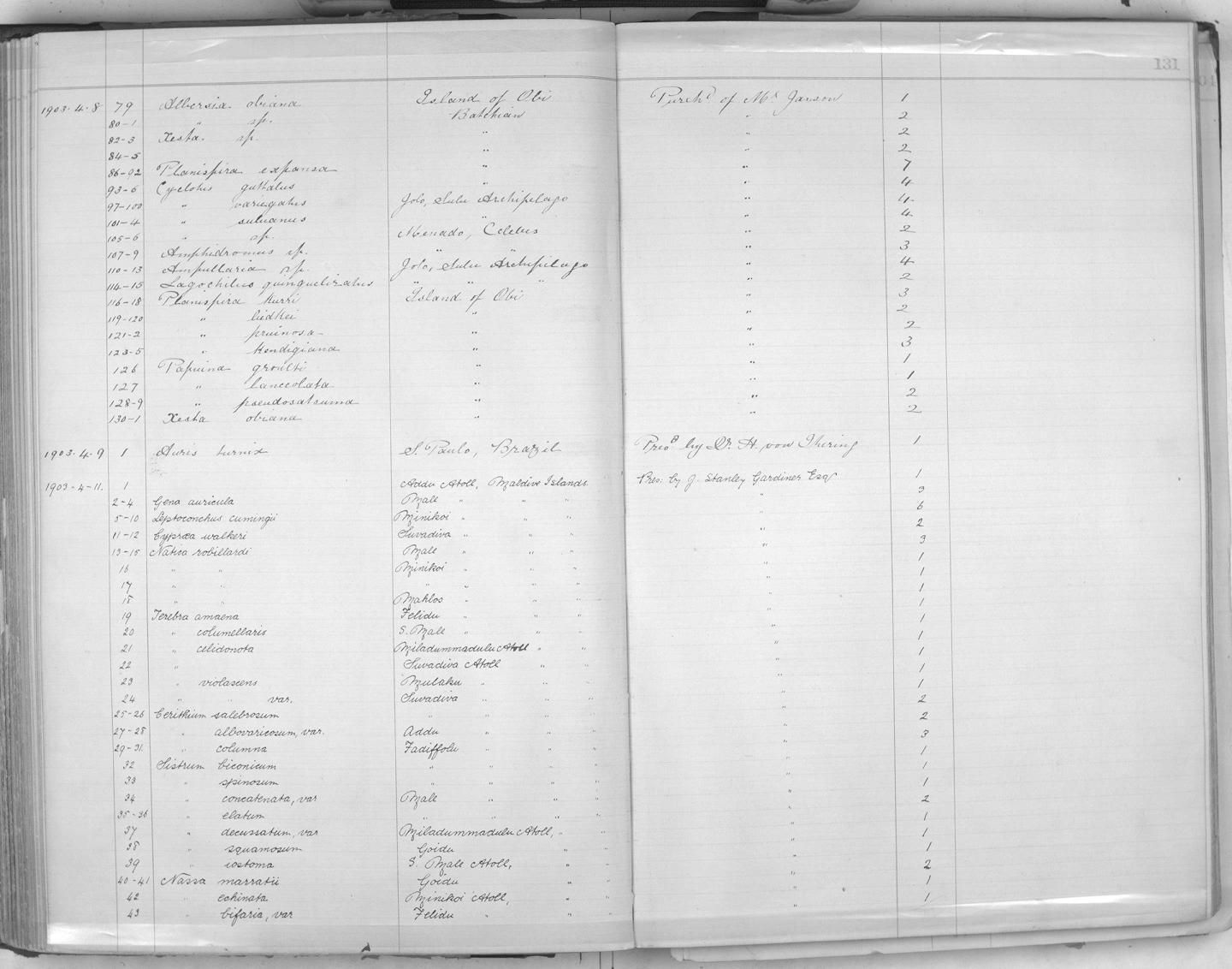 gbif image for Cyclotus variegatus