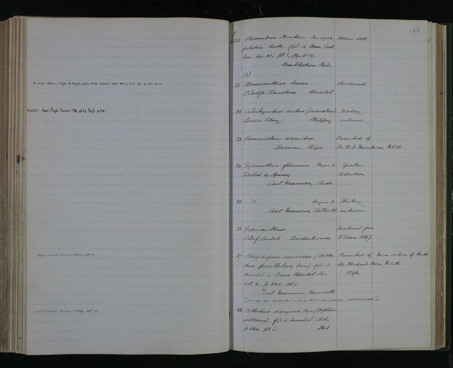 gbif image for Cylindracanthus rectus