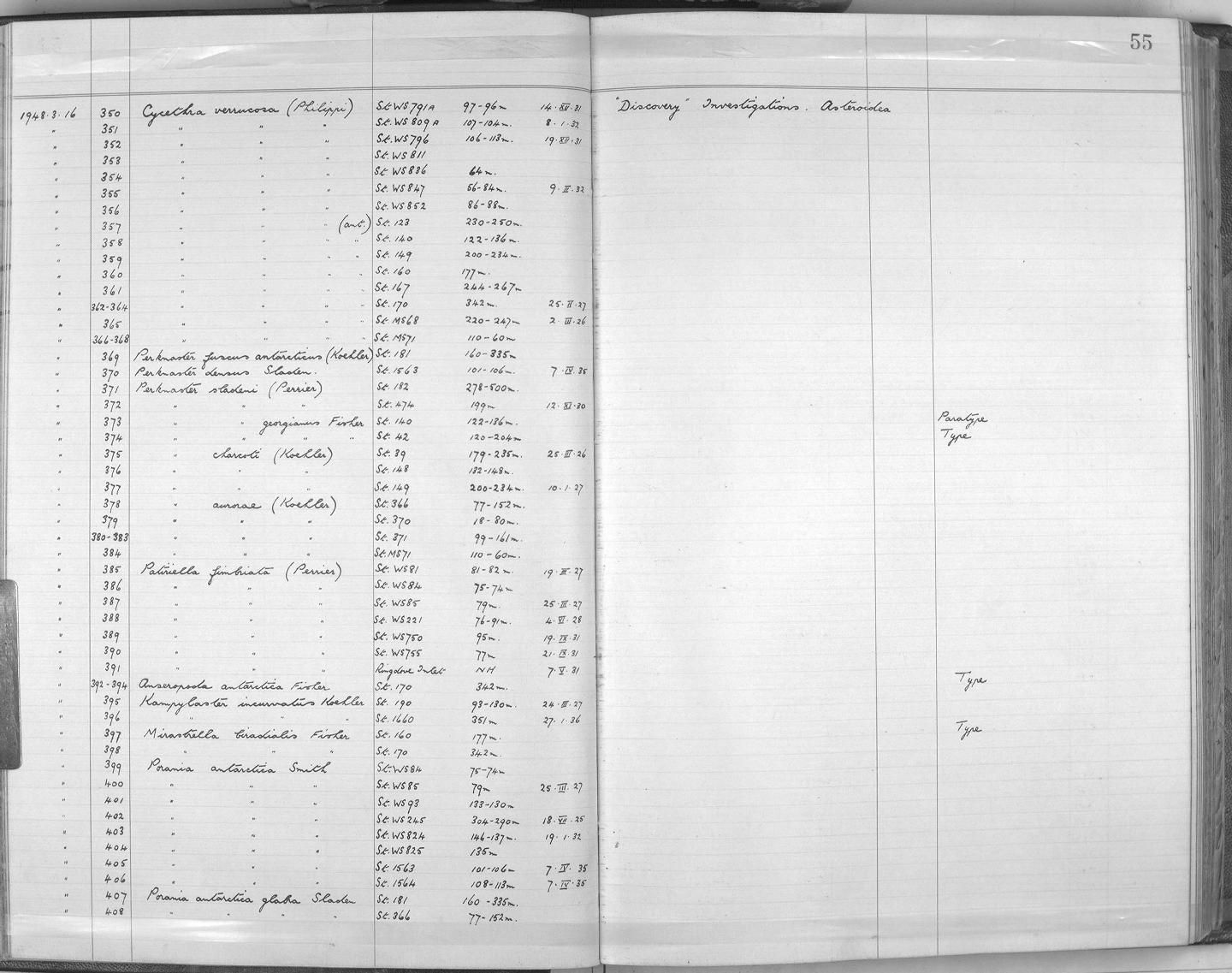 gbif image for Pergamaster incertus