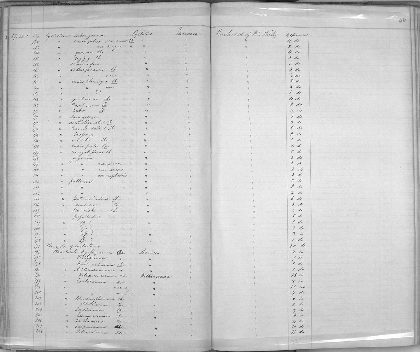 gbif image for Cyclotus jugosus