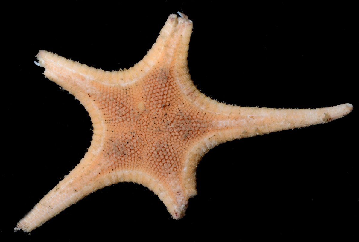 gbif image for Pseudarchaster gracilis