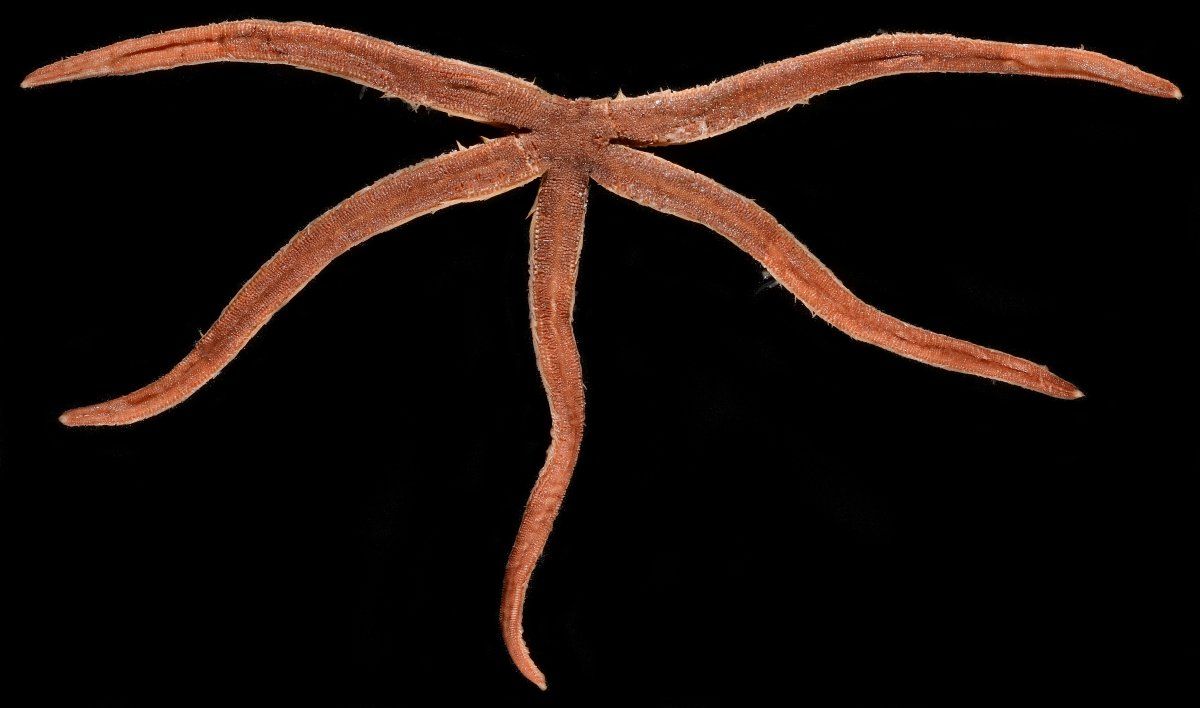gbif image for Luidia Luidia barbadensis