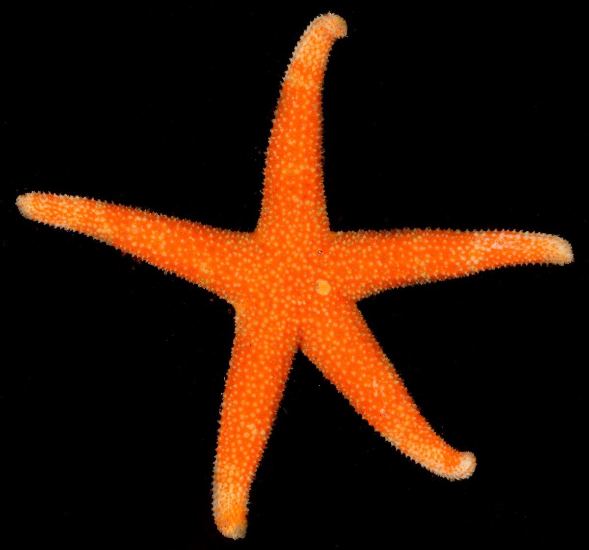 gbif image for Echinaster modestus