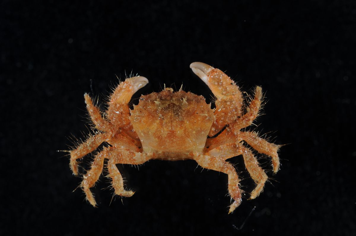 gbif image for Pilumnus floridanus