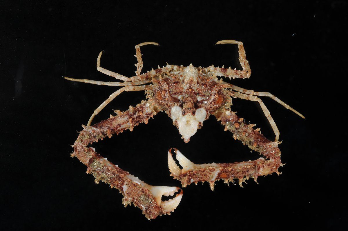 gbif image for Parthenope fraterculus