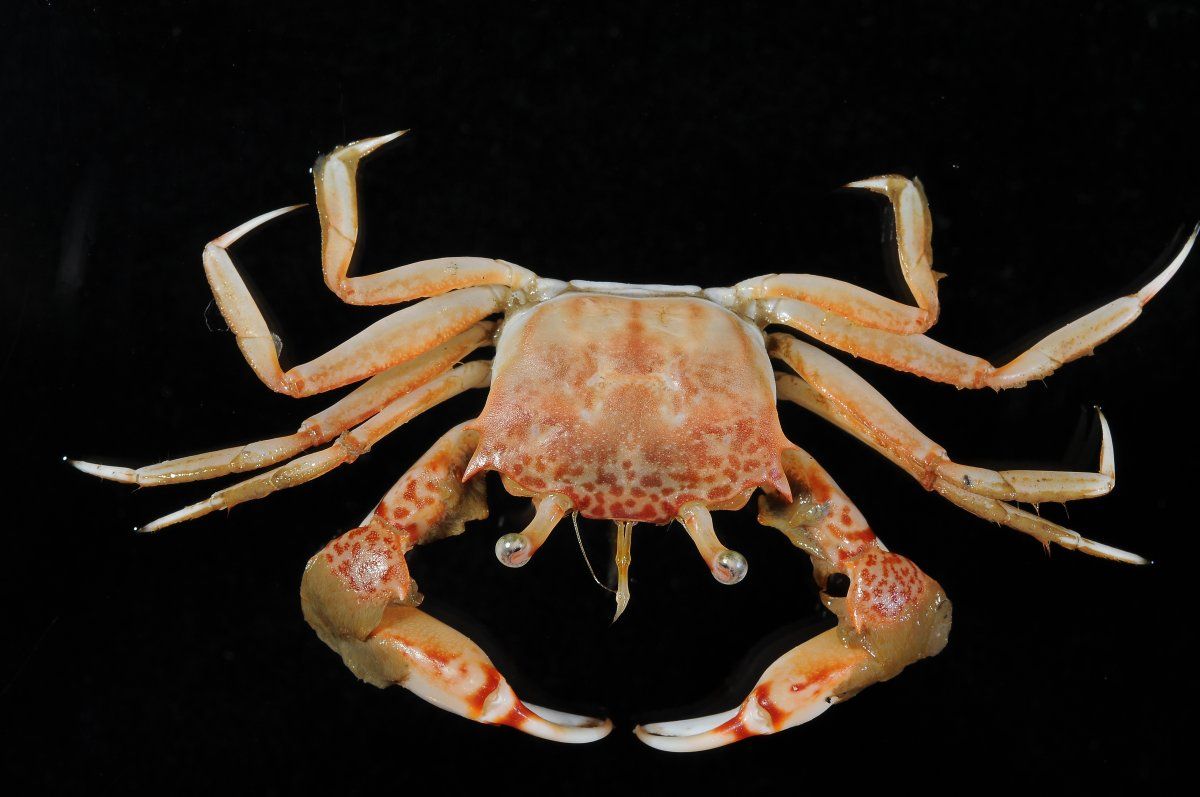 gbif image for Goneplax hirsuta