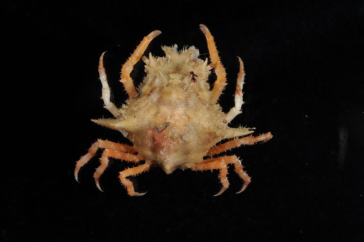 gbif image for Macrocoeloma septemspinosum