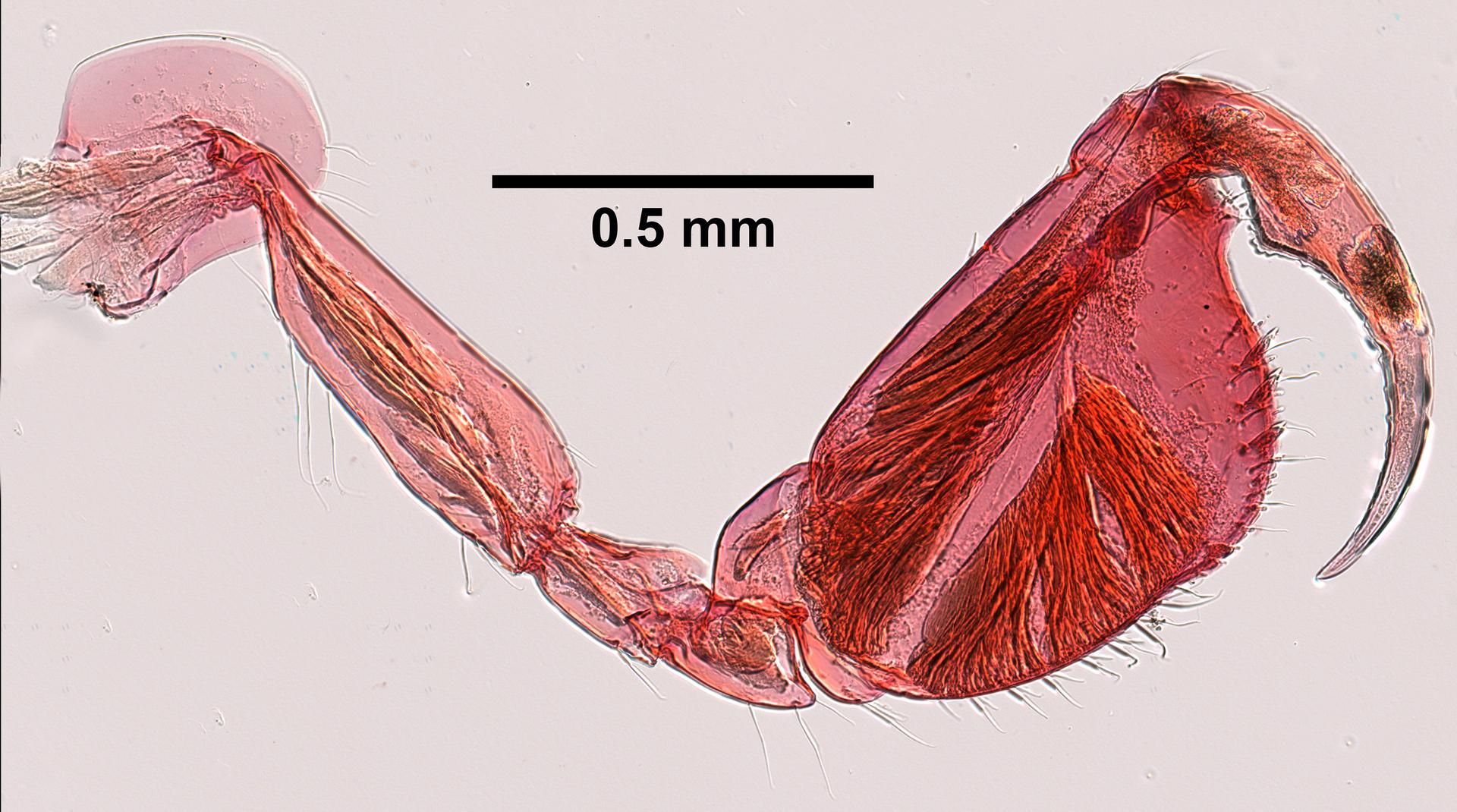 gbif image for Listriella barnardi