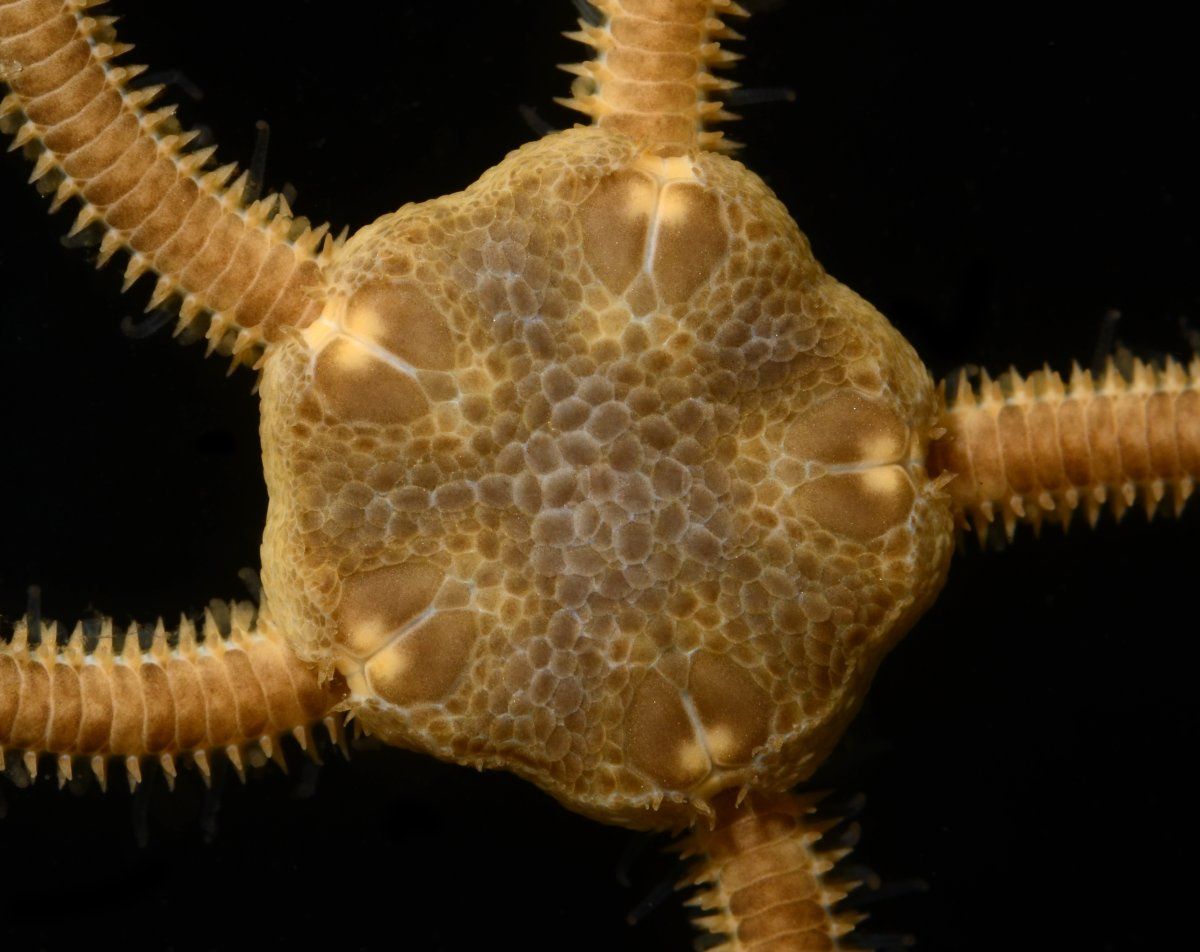 gbif image for Amphiura wurdemanii