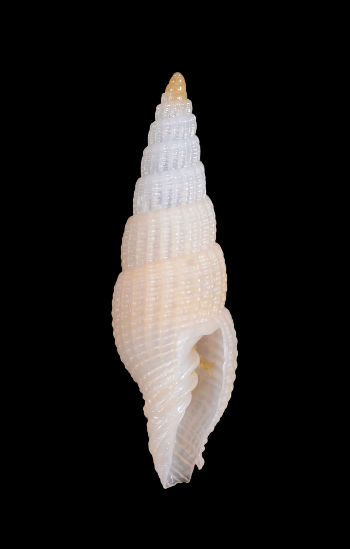 gbif image for Vexillum styria