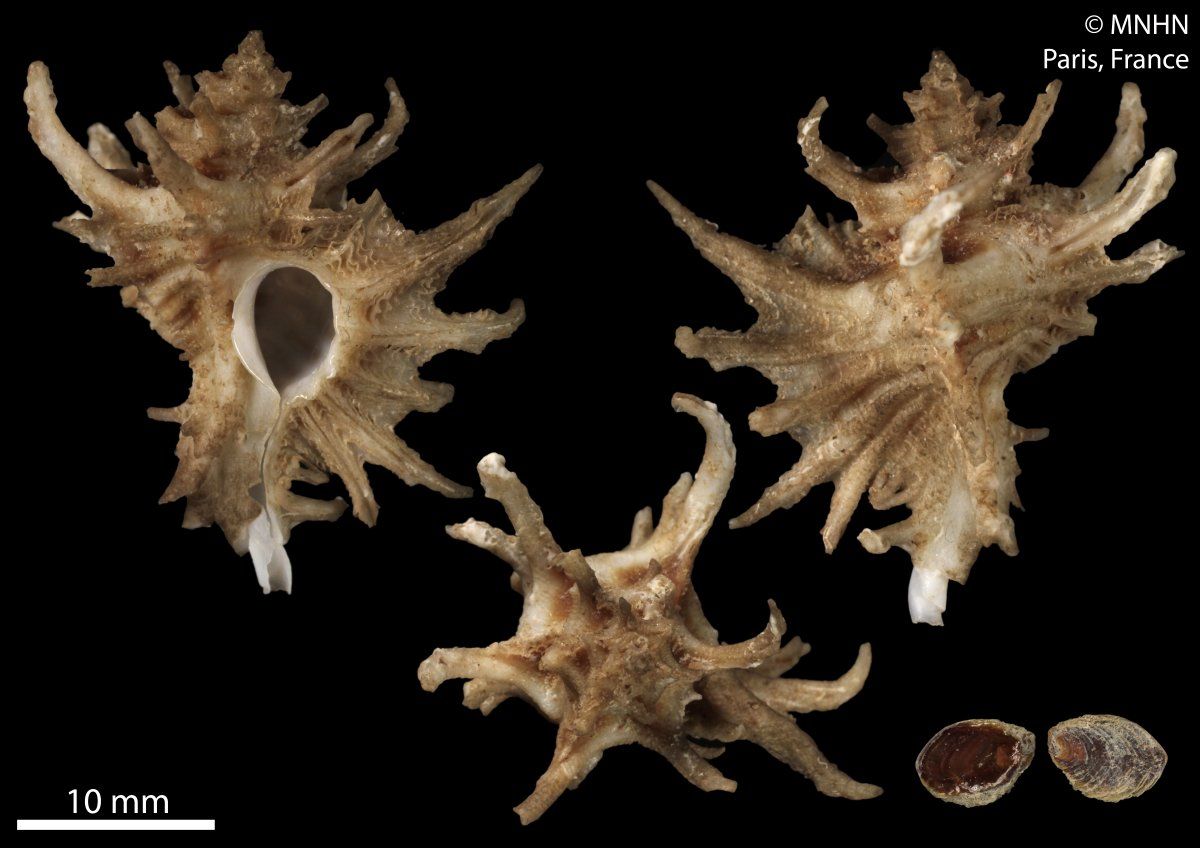 gbif image for Favartia hidalgoi