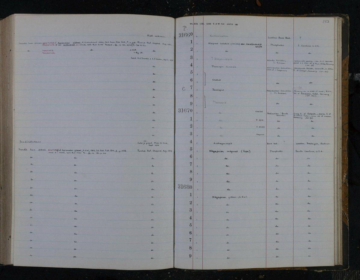 gbif image for Carcharhinus gibbesi