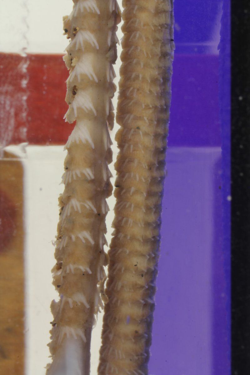 gbif image for Stylatula antillarum