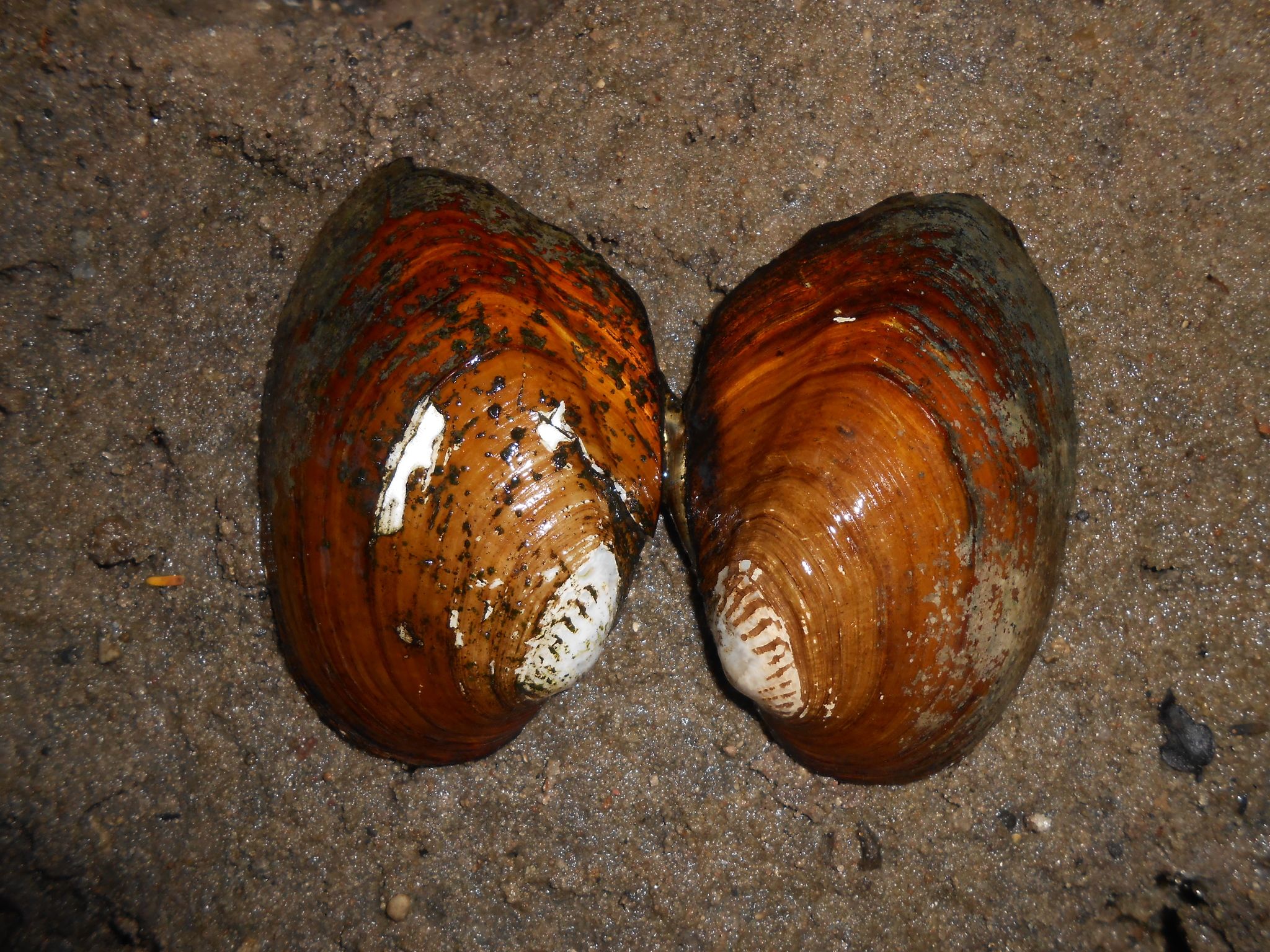 gbif image for Diplodon Diplodon delodontus