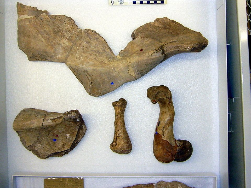 gbif image for Hesperotestudo crassiscutata