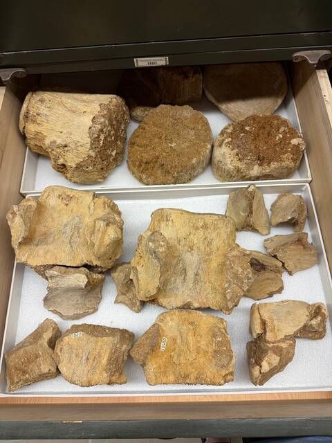 gbif image for Basilosaurus cetoides