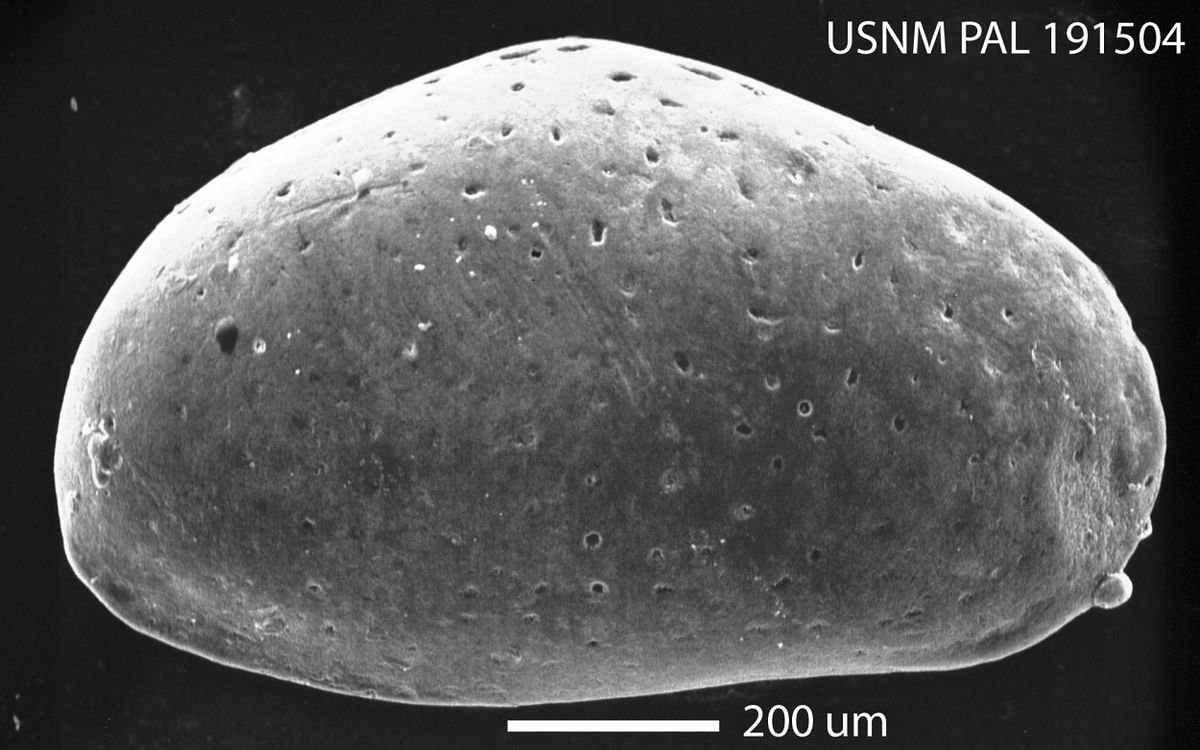 gbif image for Haplocytheridea setipunctata