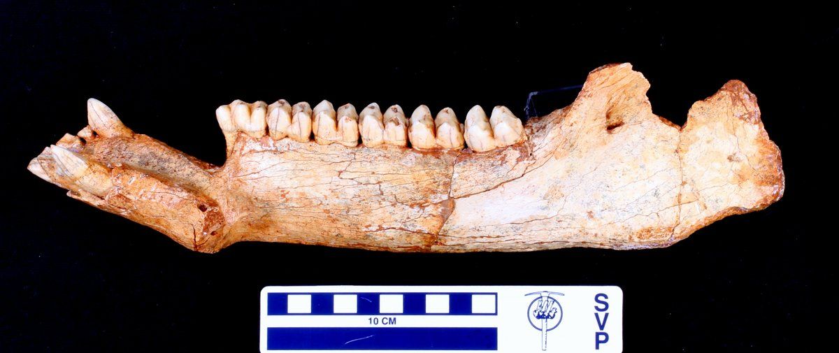 gbif image for Tapirus veroensis