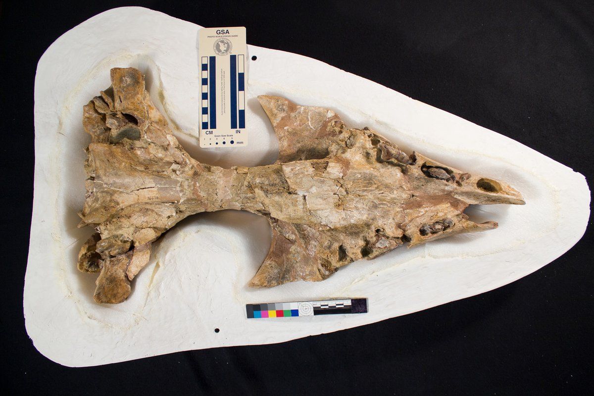 gbif image for Zygorhiza kochii