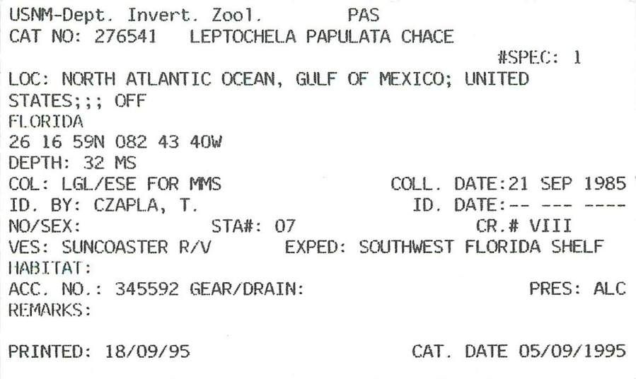 gbif image for Leptochela papulata