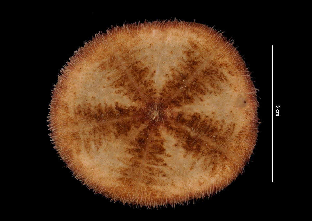 gbif image for Clypeaster chesheri