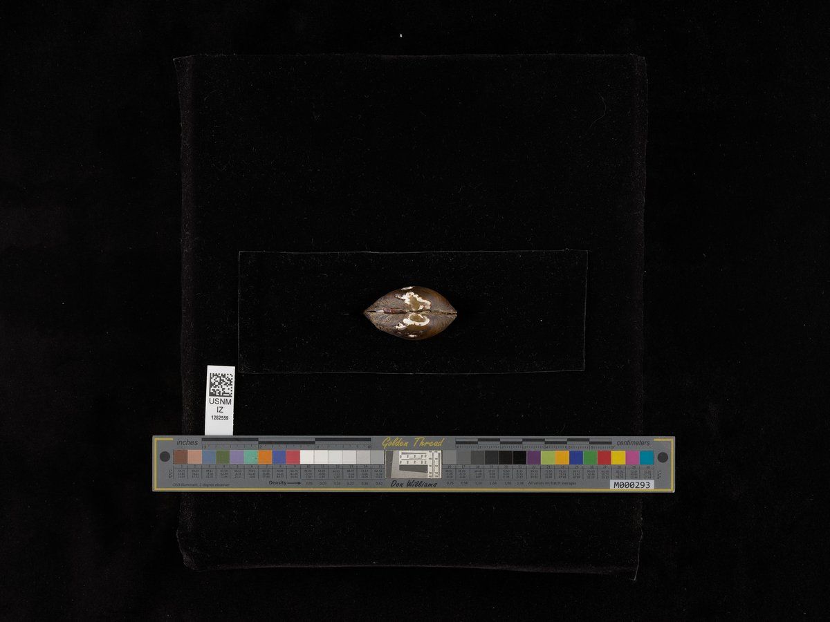 gbif image for Obovaria jacksoniana