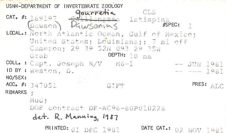 gbif image for Callianassa latispina