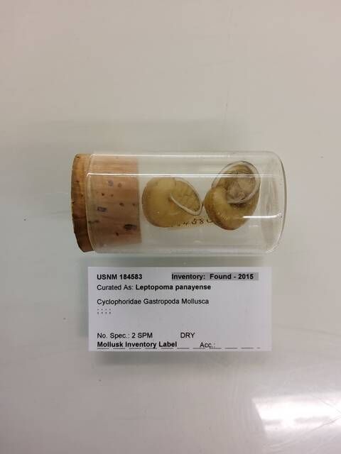 gbif image for Leptopoma panayense