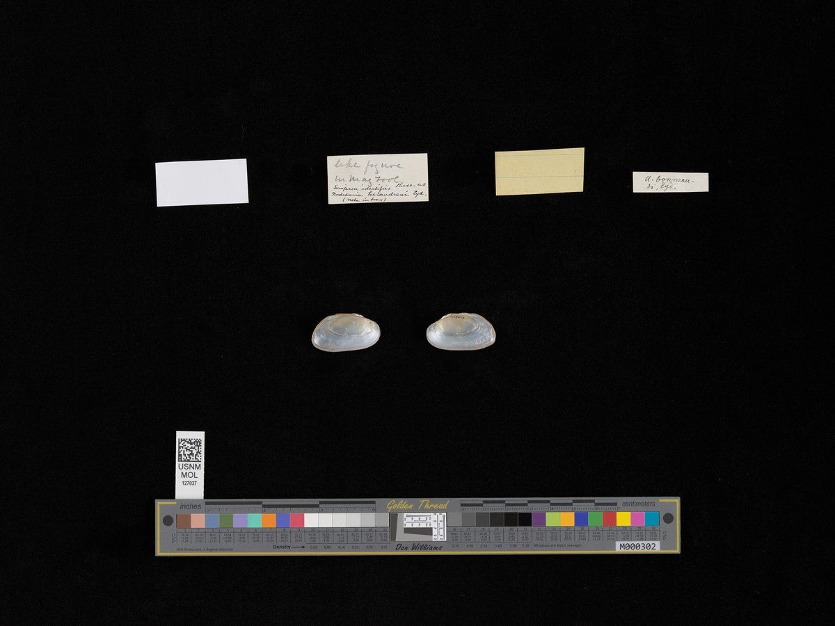 gbif image for Parreysia bonneaudi