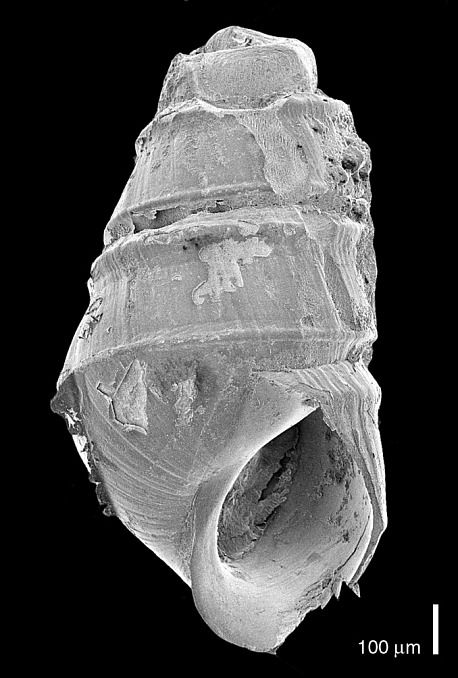 gbif image for Eulimastoma weberi