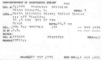 gbif image for Pantomus parvulus