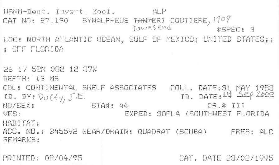 gbif image for Synalpheus herricki