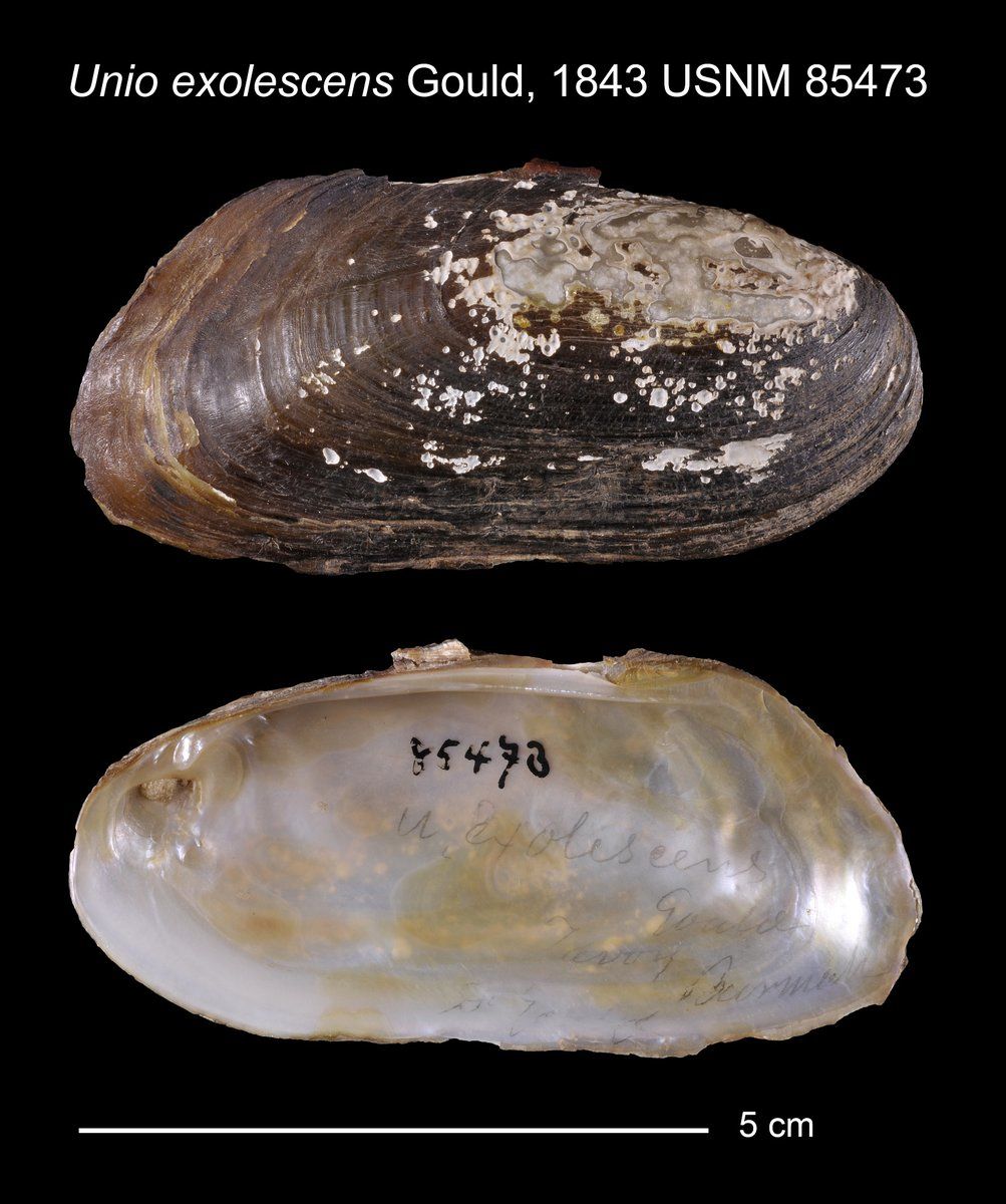 gbif image for Trapezoideus exolescens