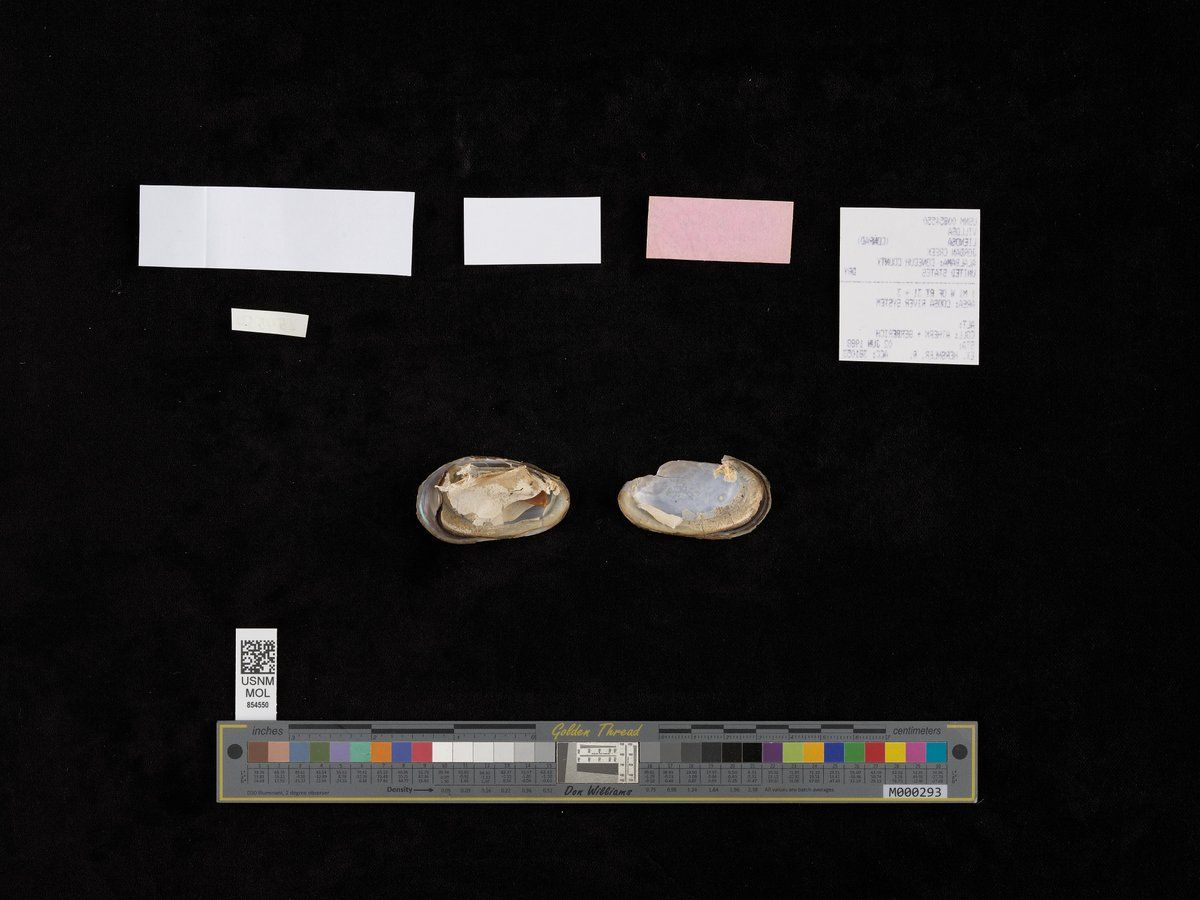 gbif image for Villosa lienosa