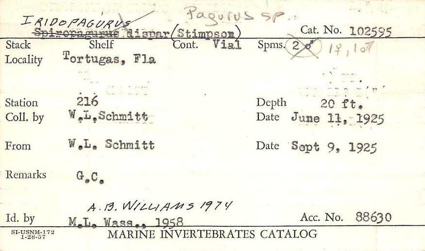 gbif image for Iridopagurus dispar