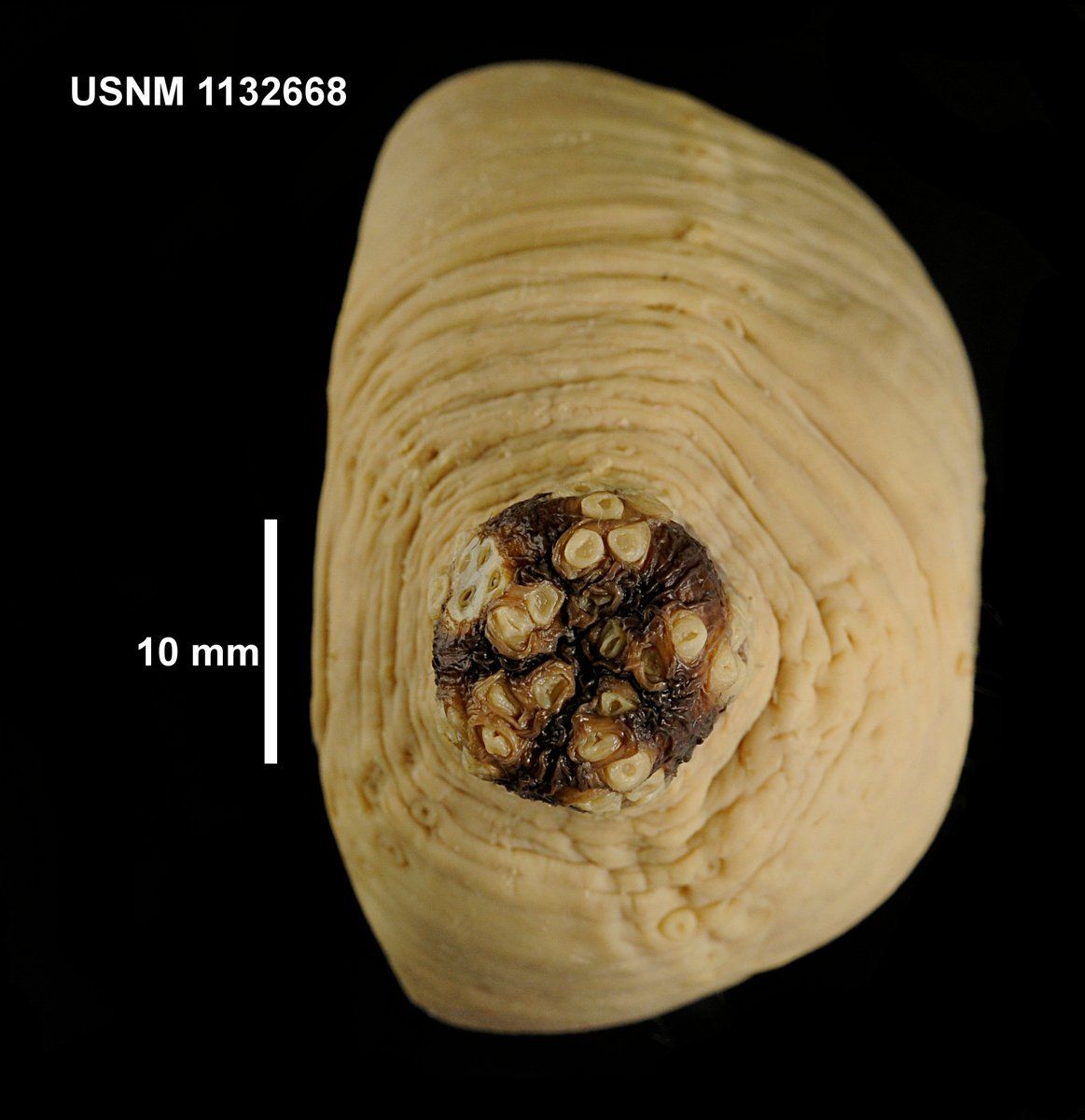 gbif image for Heterocucumis steineni