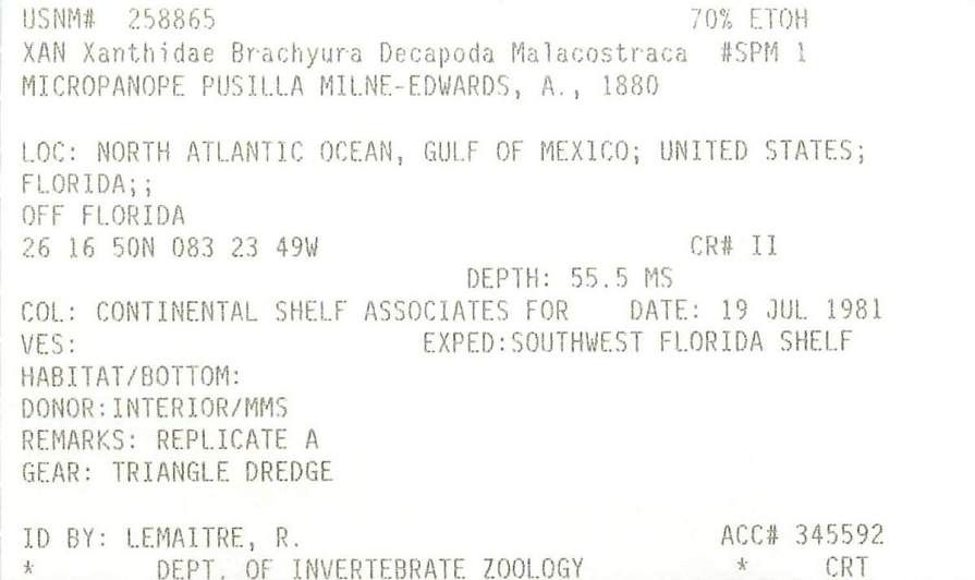 gbif image for Micropanope pusilla