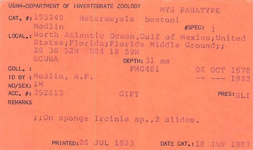 gbif image for Heteromysis beetoni