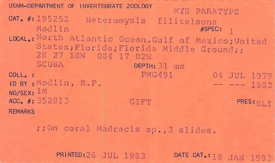 gbif image for Heteromysis filitelsona
